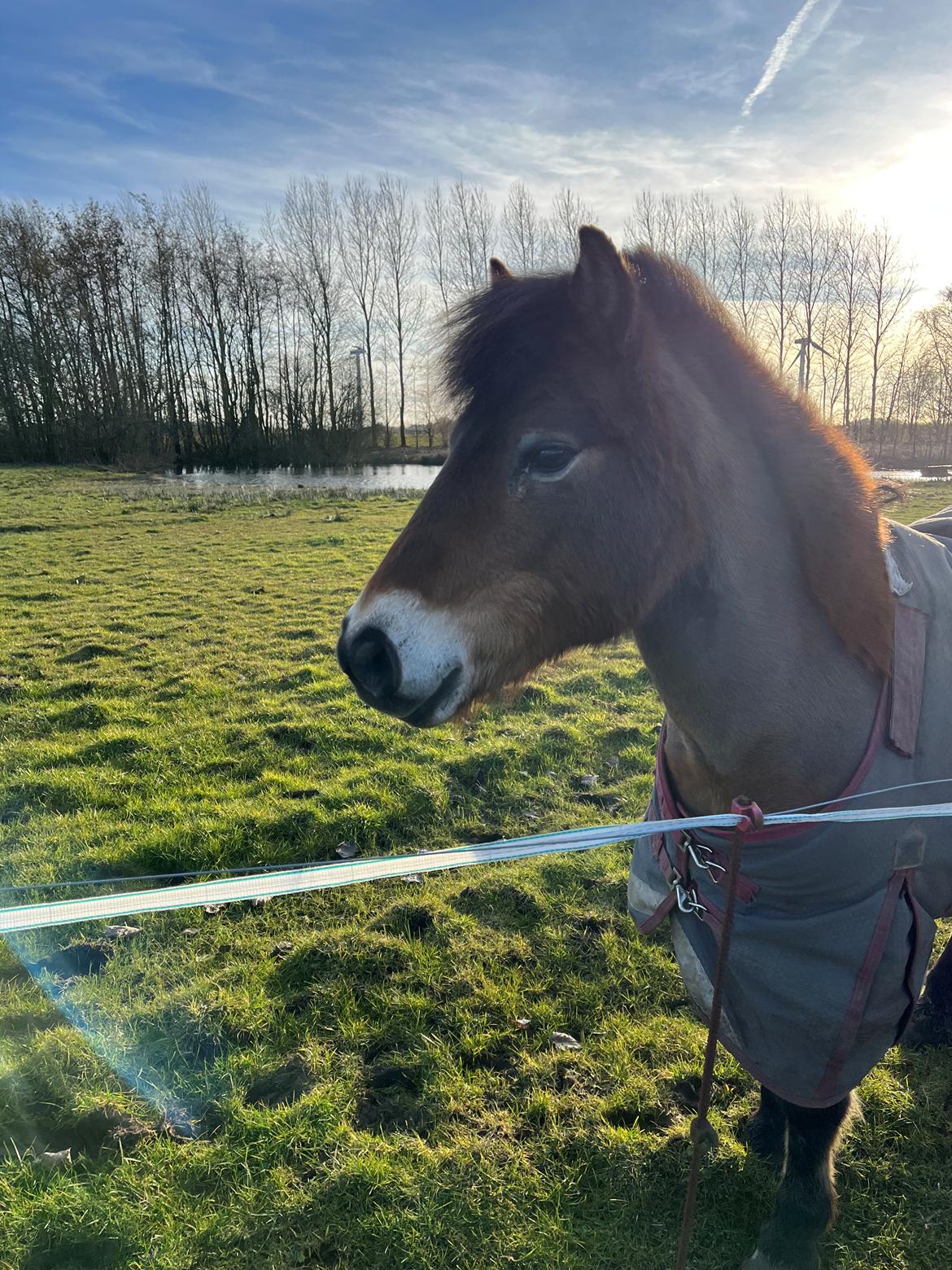 Gotlandsruss Enar aka. Bette (Himmelhest) billede 12