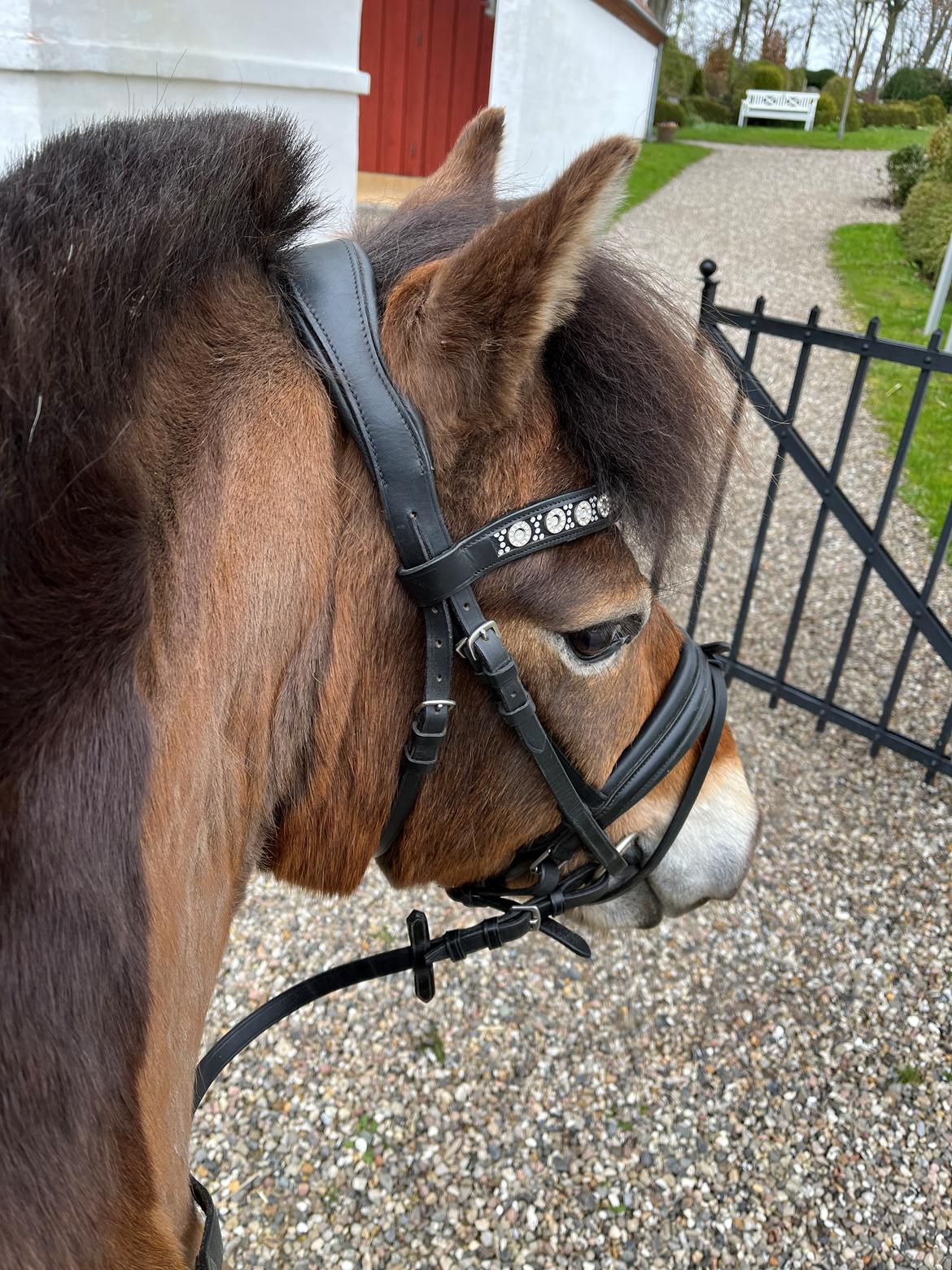 Gotlandsruss Enar aka. Bette (Himmelhest) billede 15