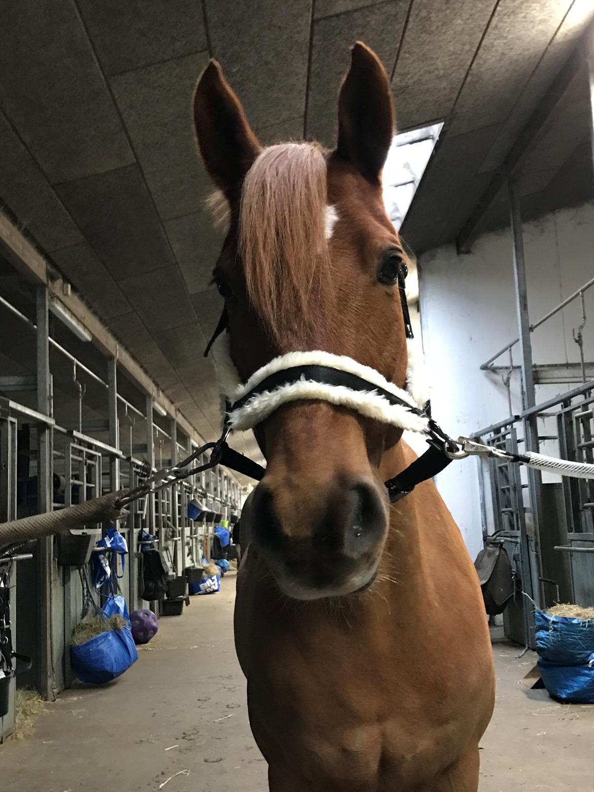 Anden særlig race Fernando billede 7