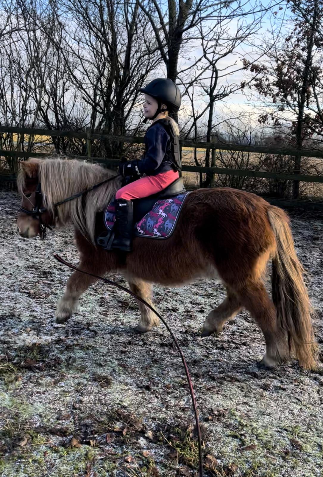 Shetlænder Fanebo's Fie billede 3