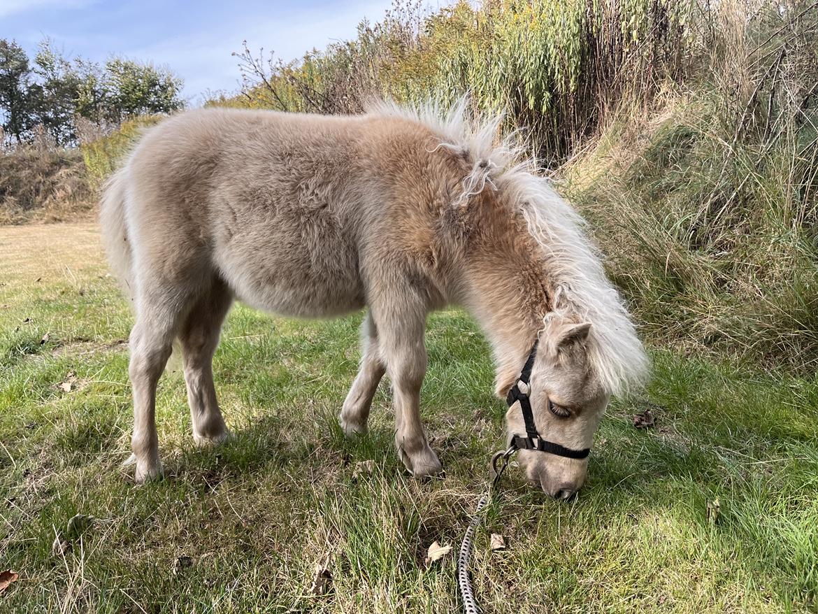 Shetlænder Ziaskovs Calcifer billede 19