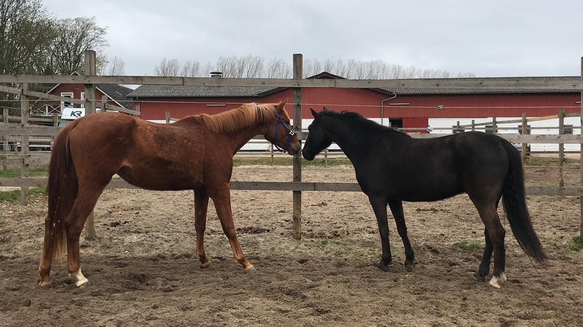 Tysk Varmblod Helvita Firfod - På fold første gang med Chuck billede 3
