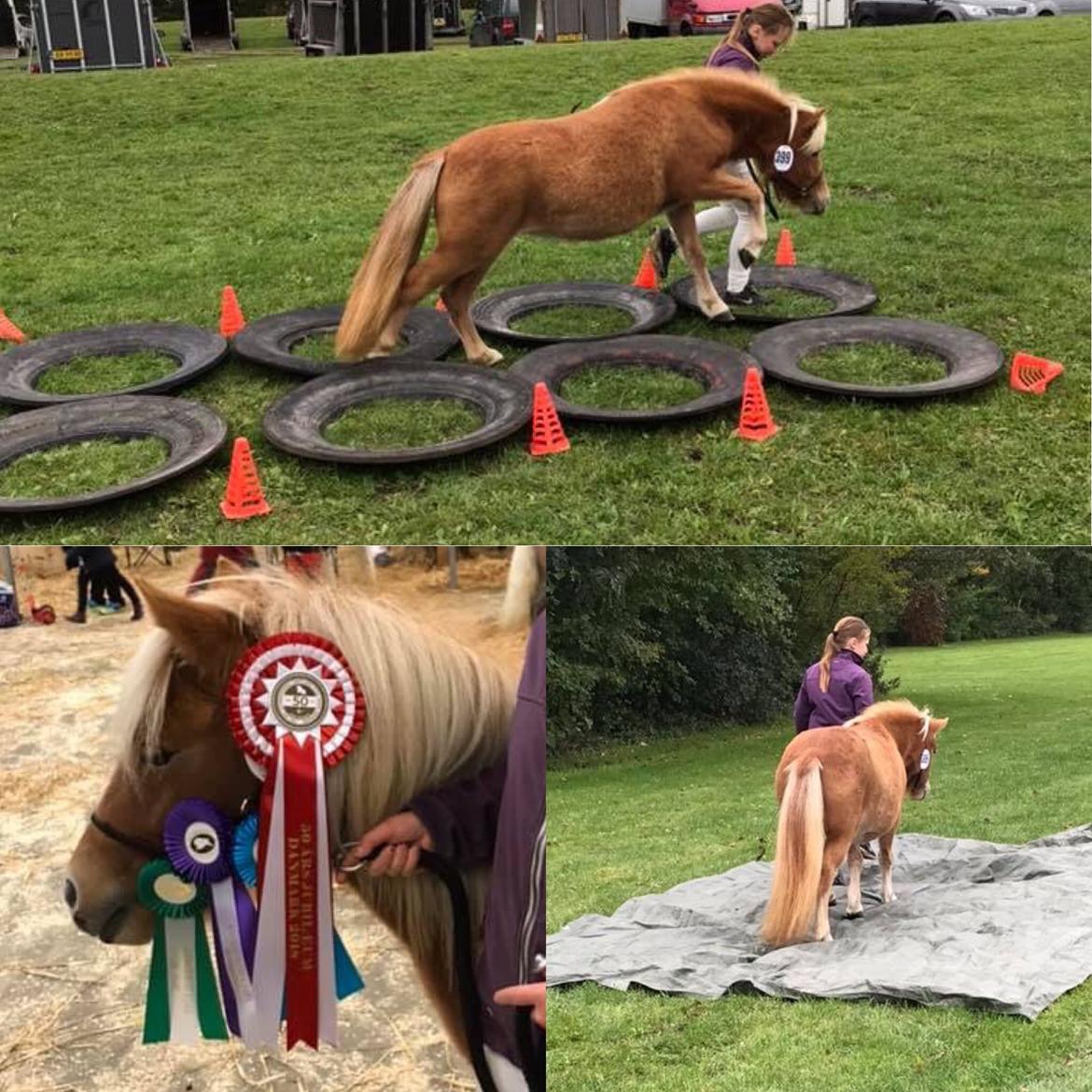 Shetlænder Fanebo's Fie billede 10