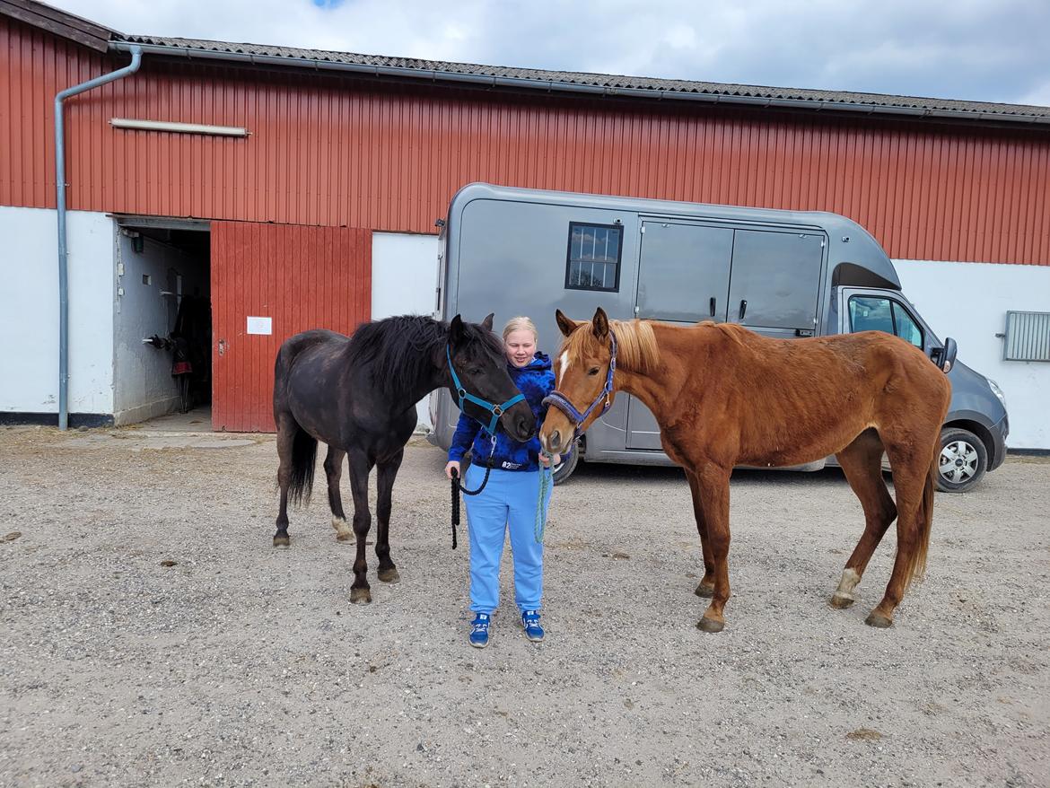 Tysk Varmblod Helvita Firfod - Helvita og min pony Chuck billede 4