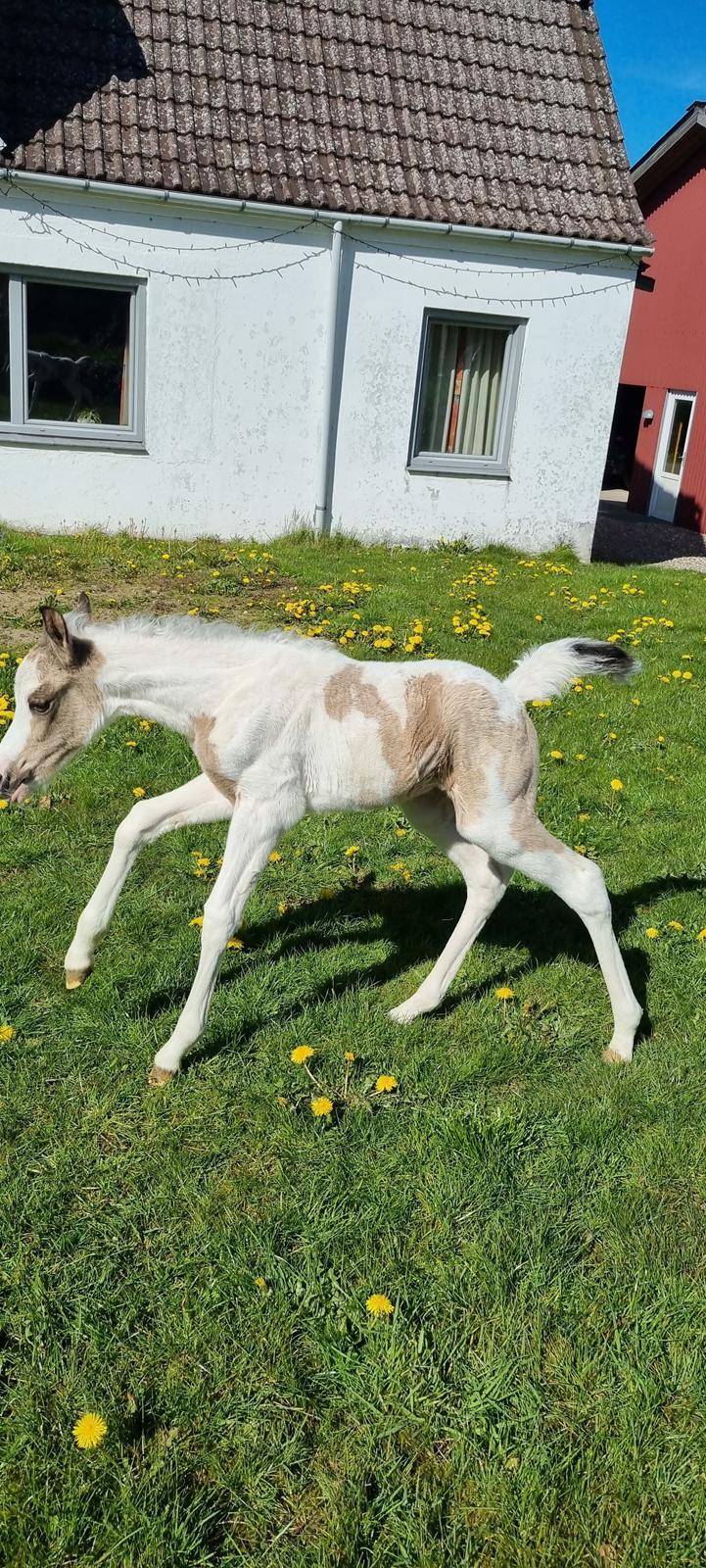 Anden særlig race Jertrum's Spicy Peanutbutter billede 17