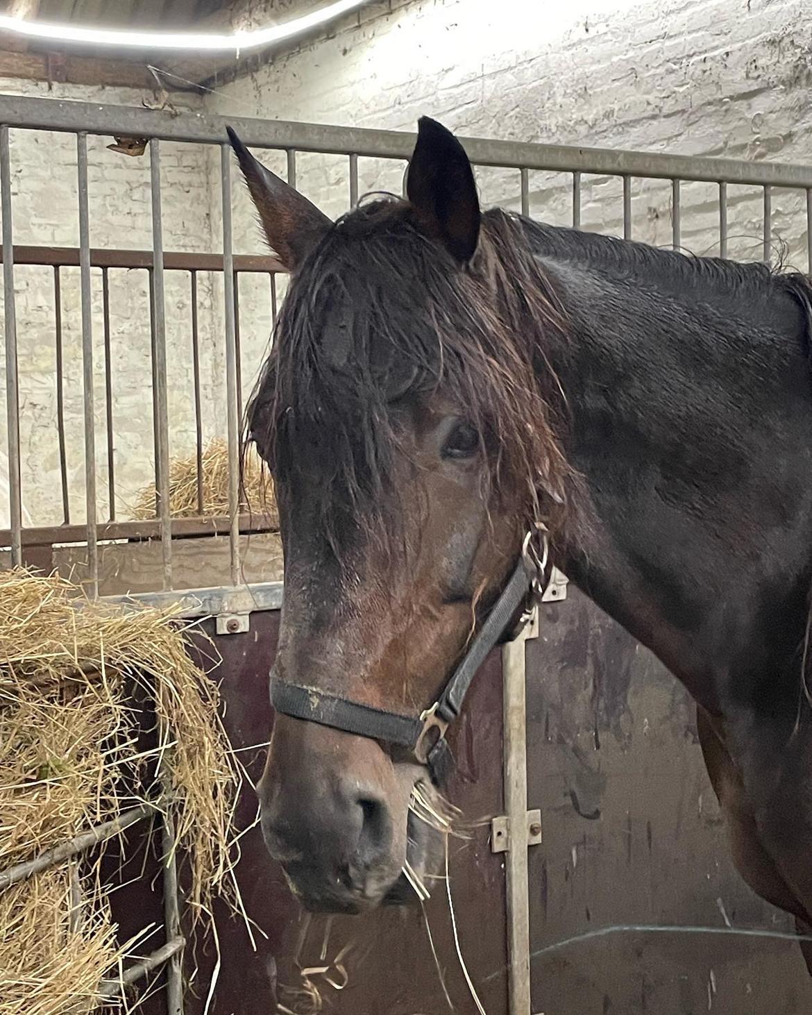 Traver Verrazano Field billede 2