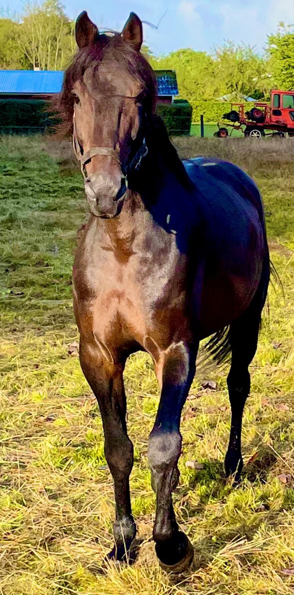 Traver Verrazano Field billede 1