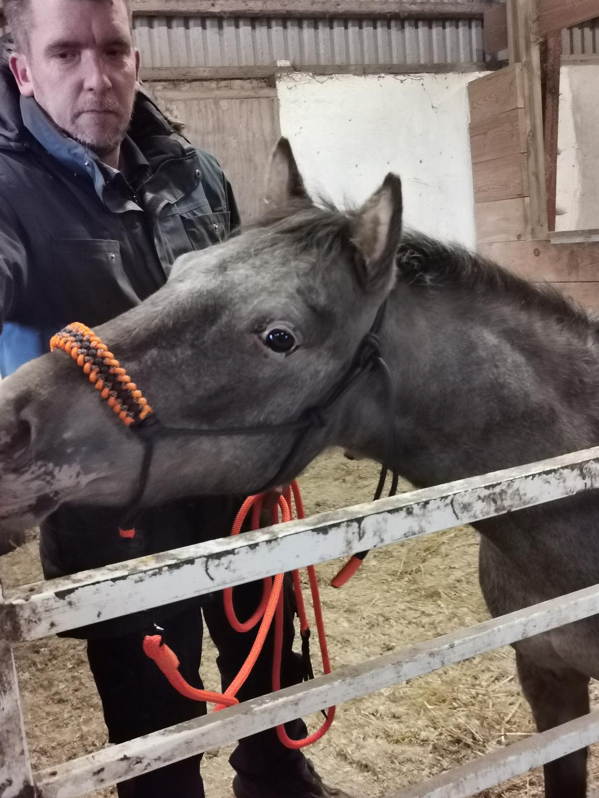 Anden særlig race Luna billede 2