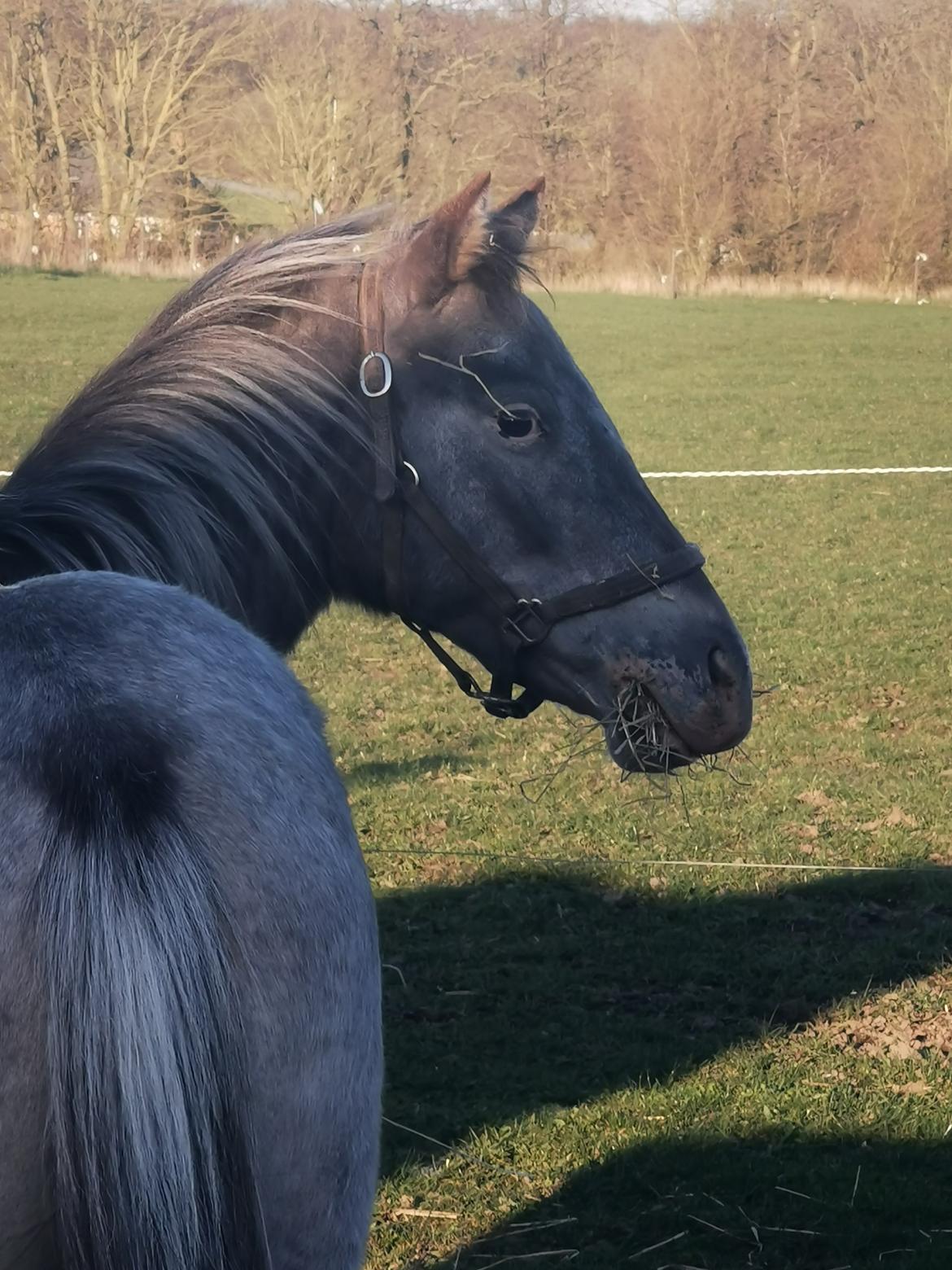 Anden særlig race Luna billede 6