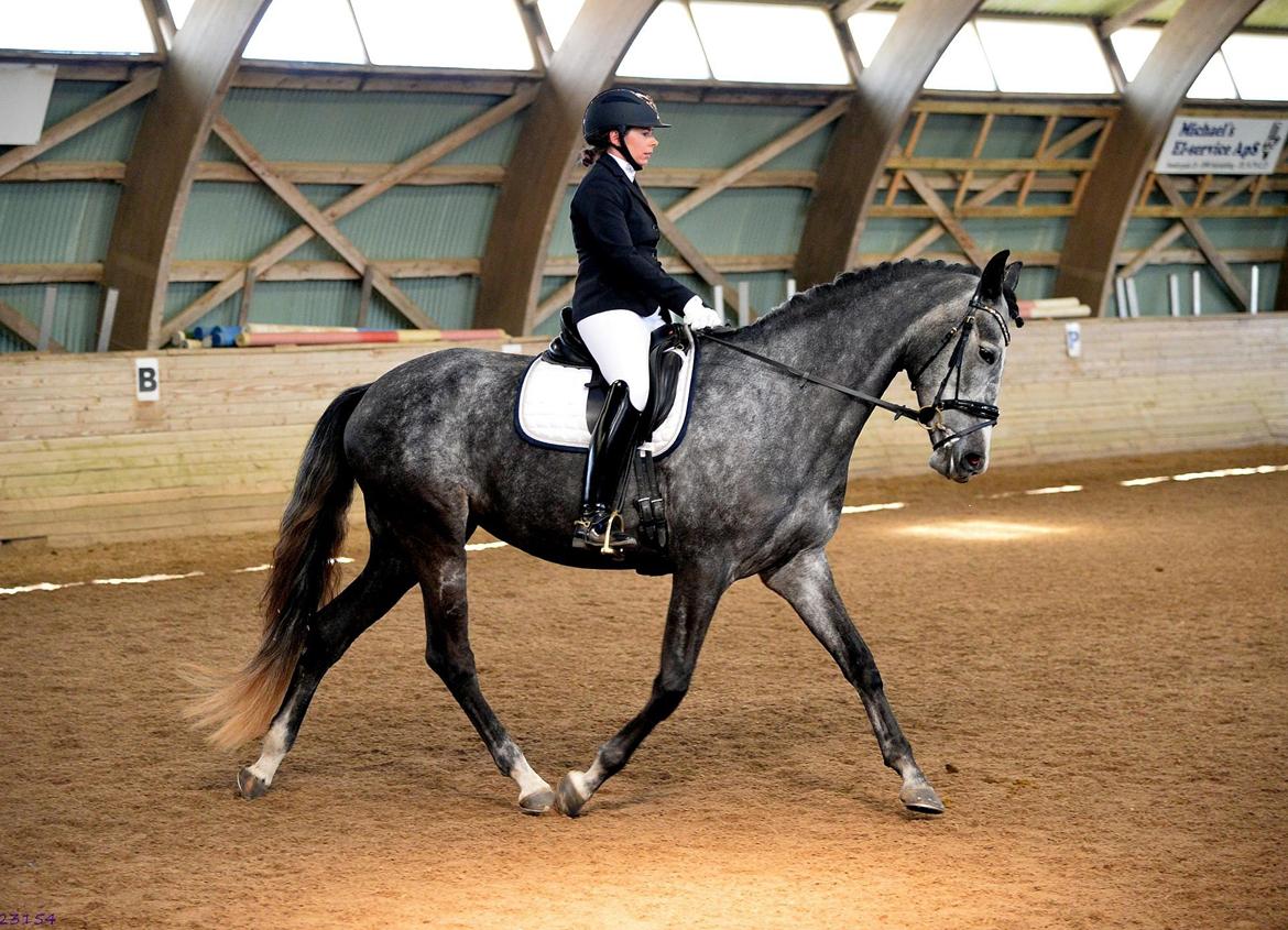 Anden særlig race Adelina(Himmelhest) - April 2023 billede 20