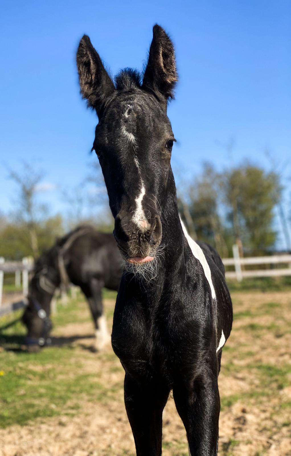 Barockpinto Finest Firefly fan Stald Barok billede 1