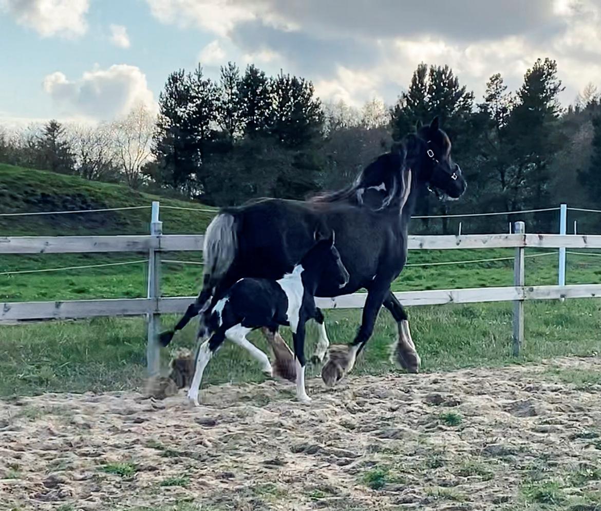 Barockpinto Finest Firefly fan Stald Barok billede 6