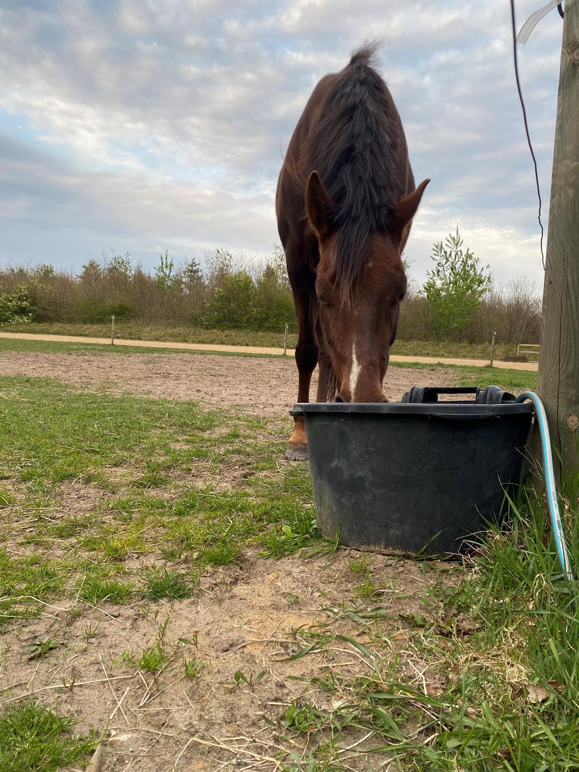 Dansk Varmblod Vacanza - Maj 2023 billede 4