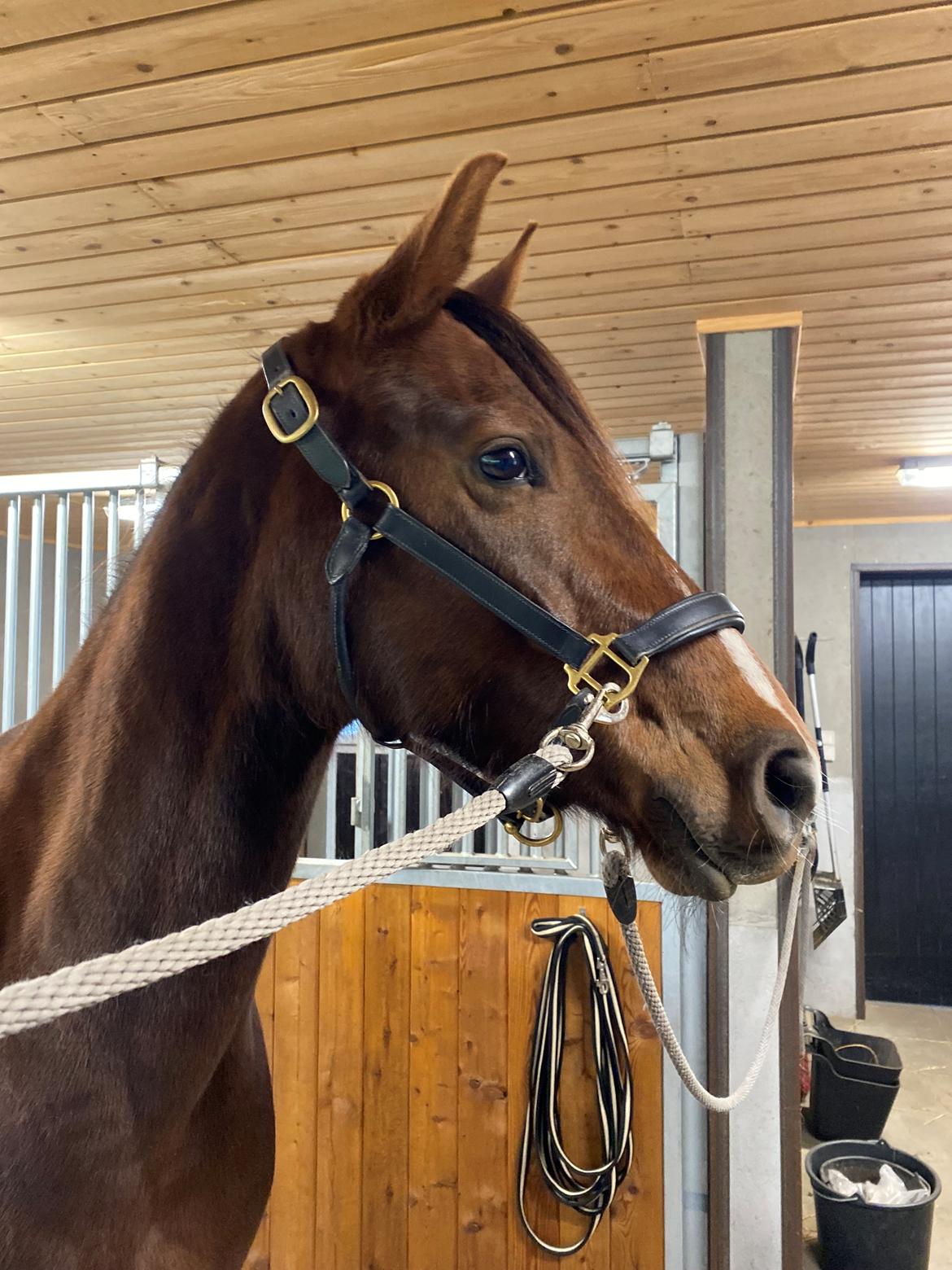 Dansk Varmblod Vacanza - Maj 2023 billede 6