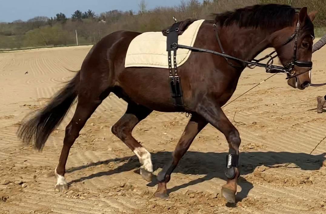 Dansk Varmblod Vacanza - April 2023 billede 8