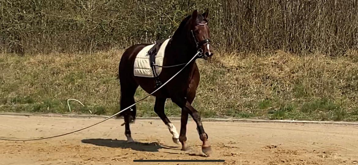 Dansk Varmblod Vacanza - April 2023 billede 9