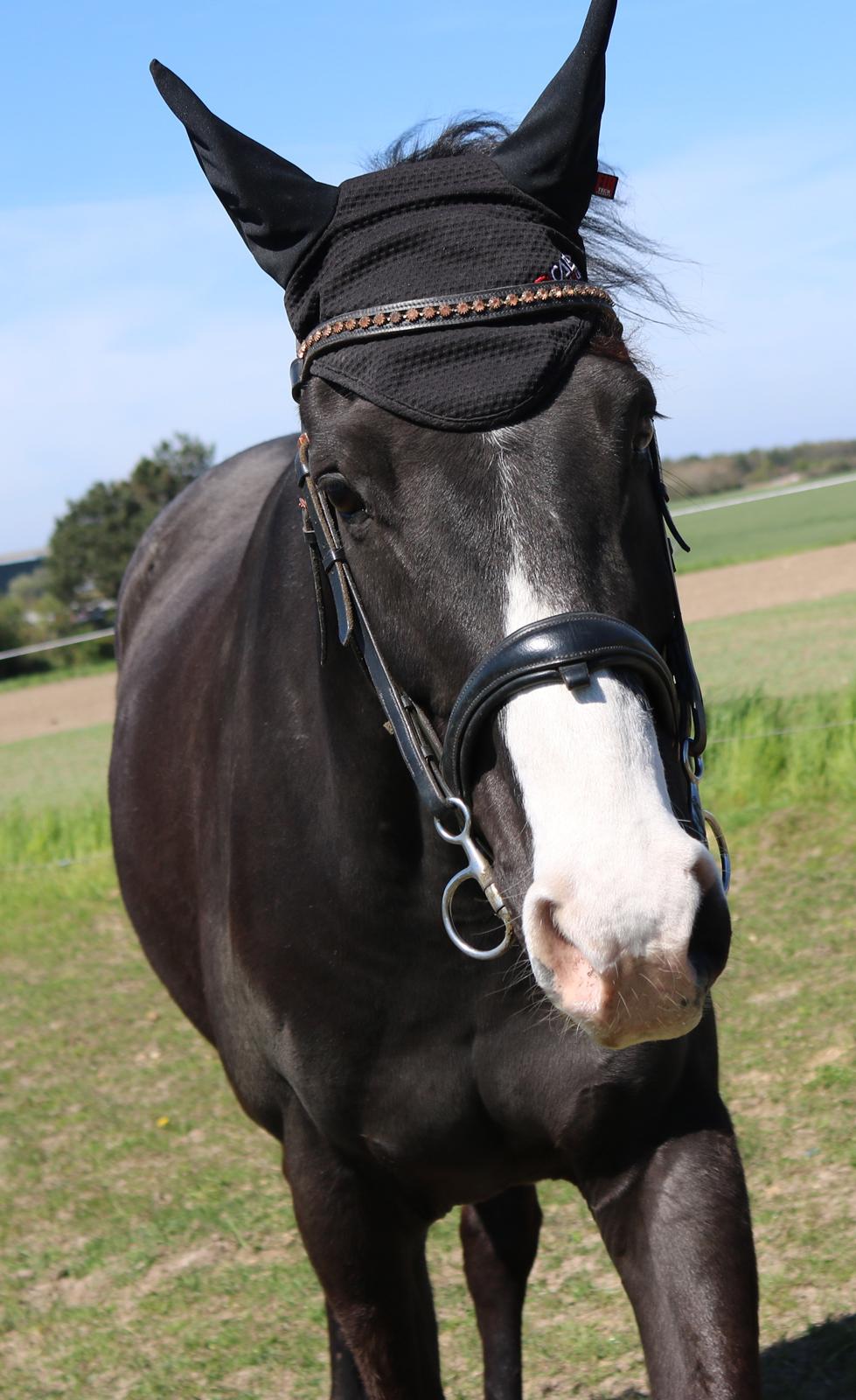 Dansk Varmblod Duke billede 1