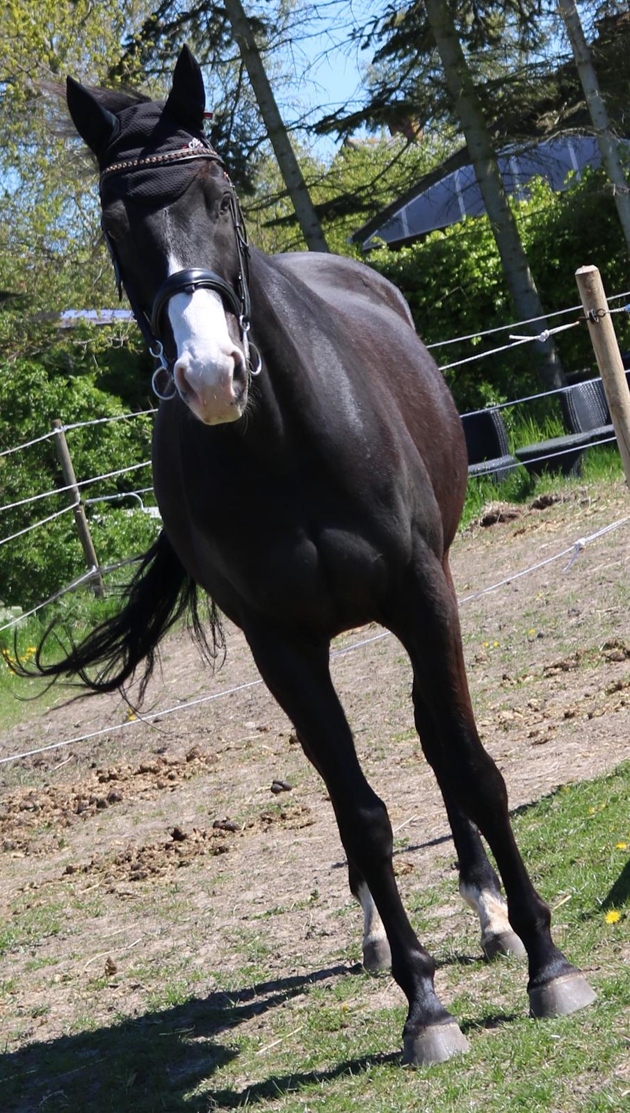 Dansk Varmblod Duke billede 5