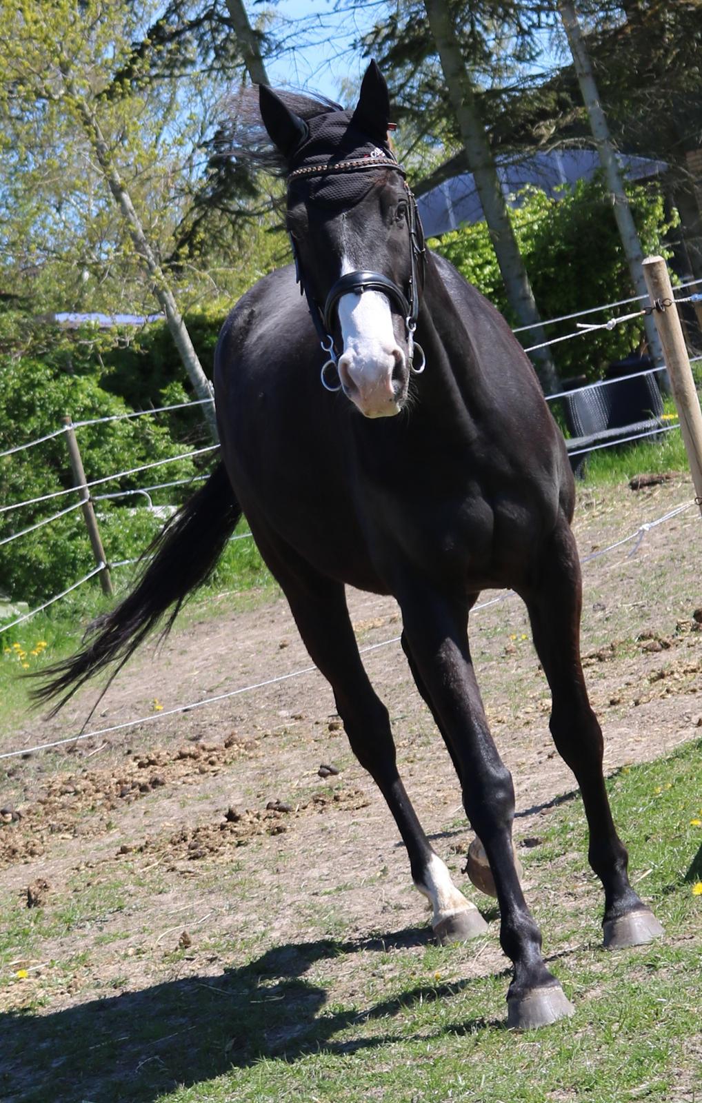 Dansk Varmblod Duke billede 4