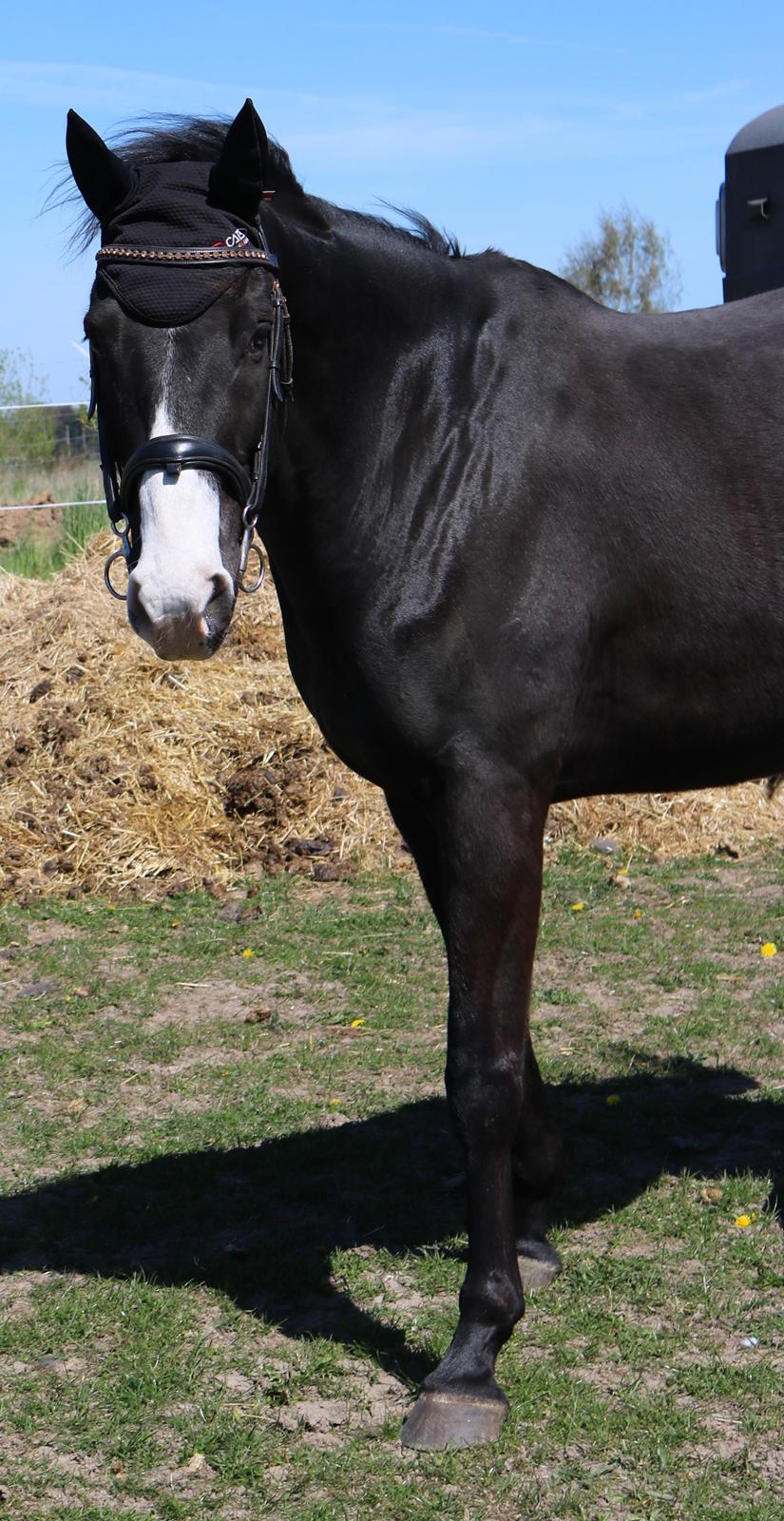 Dansk Varmblod Duke billede 7