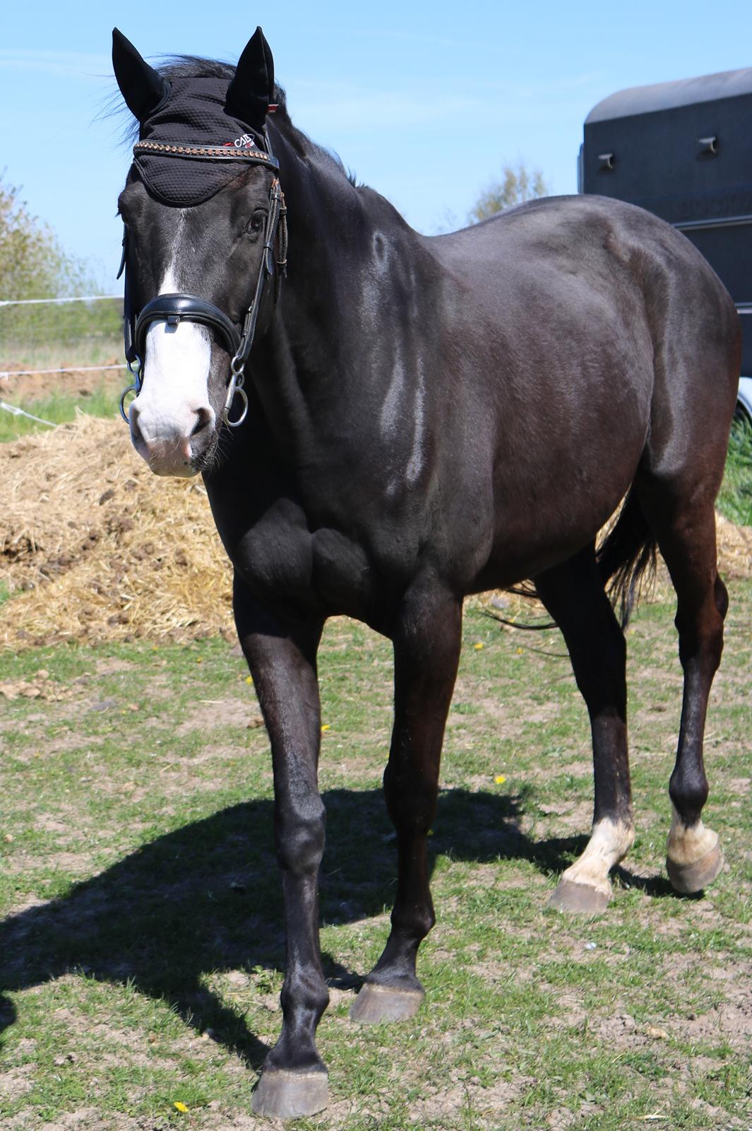 Dansk Varmblod Duke billede 8