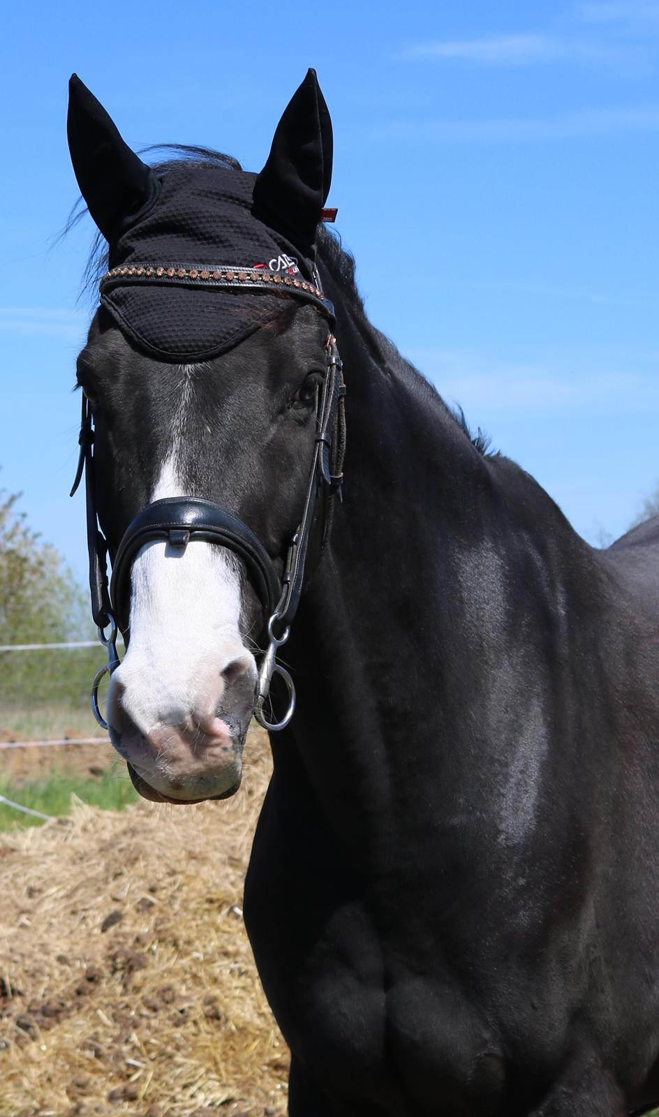 Dansk Varmblod Duke billede 10