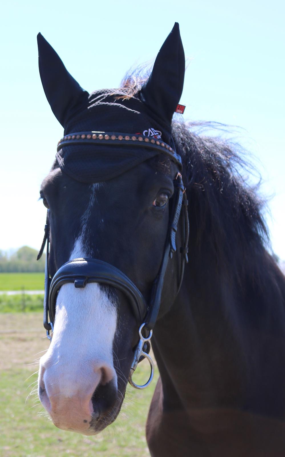 Dansk Varmblod Duke billede 13