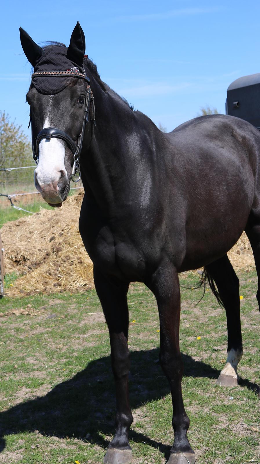 Dansk Varmblod Duke billede 9