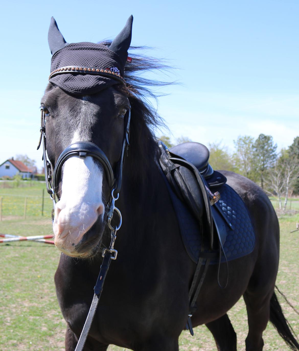 Dansk Varmblod Duke billede 16