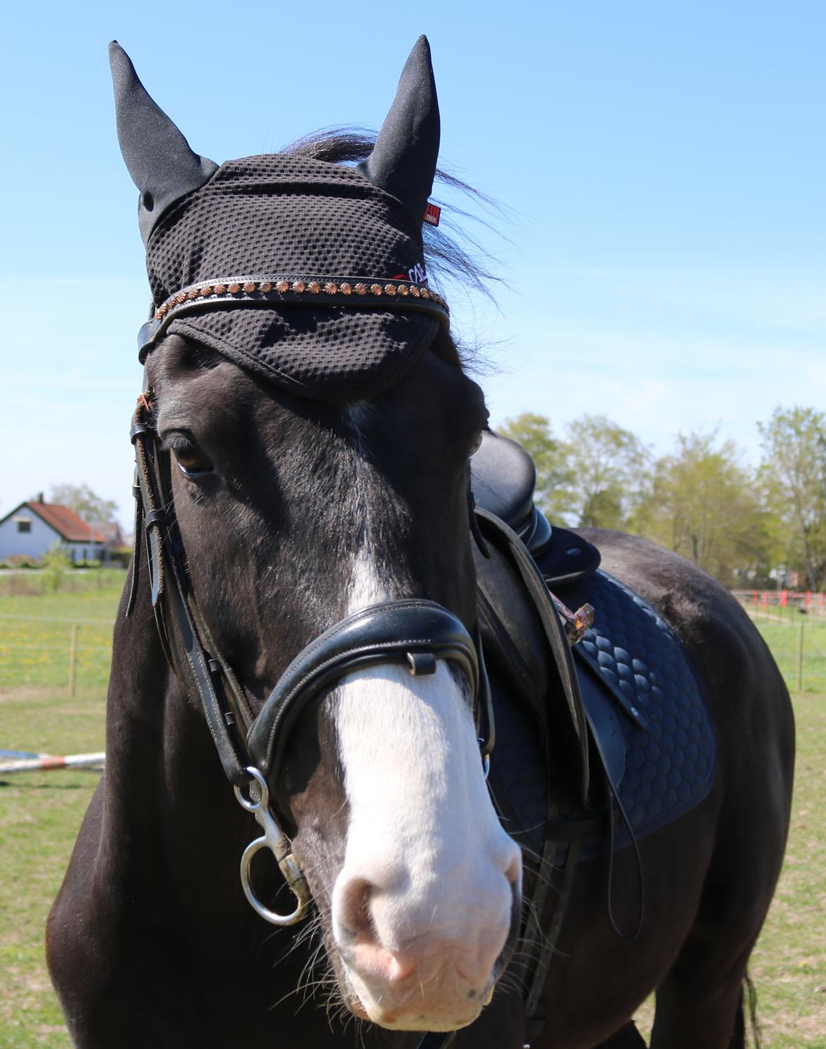 Dansk Varmblod Duke billede 17