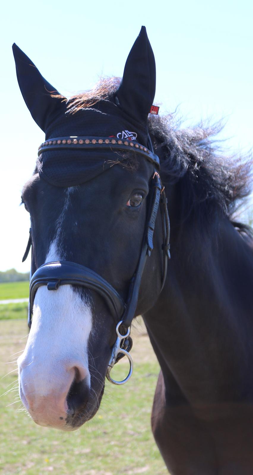 Dansk Varmblod Duke billede 14