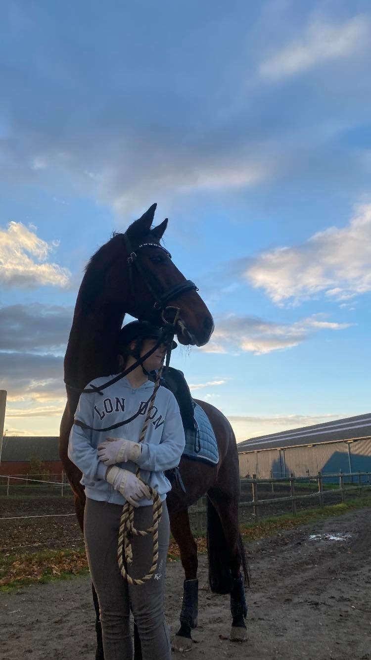 Dansk Varmblod Sixlando billede 6