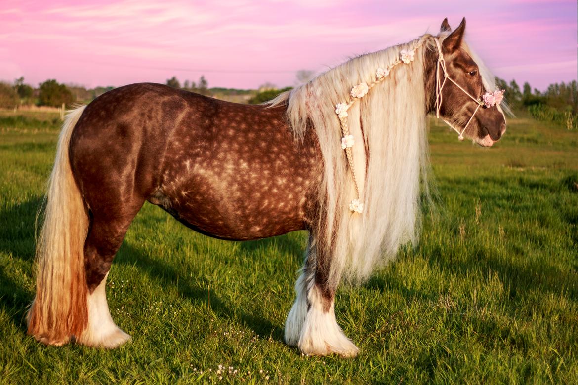 Tinker Silver dream billede 1