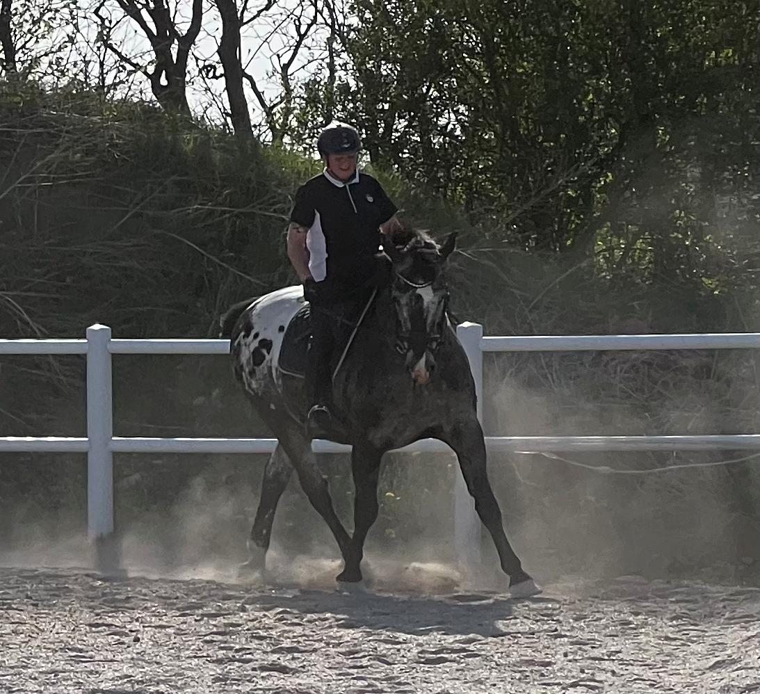 Knabstrupper Ulvegårdens Napoleon. billede 40