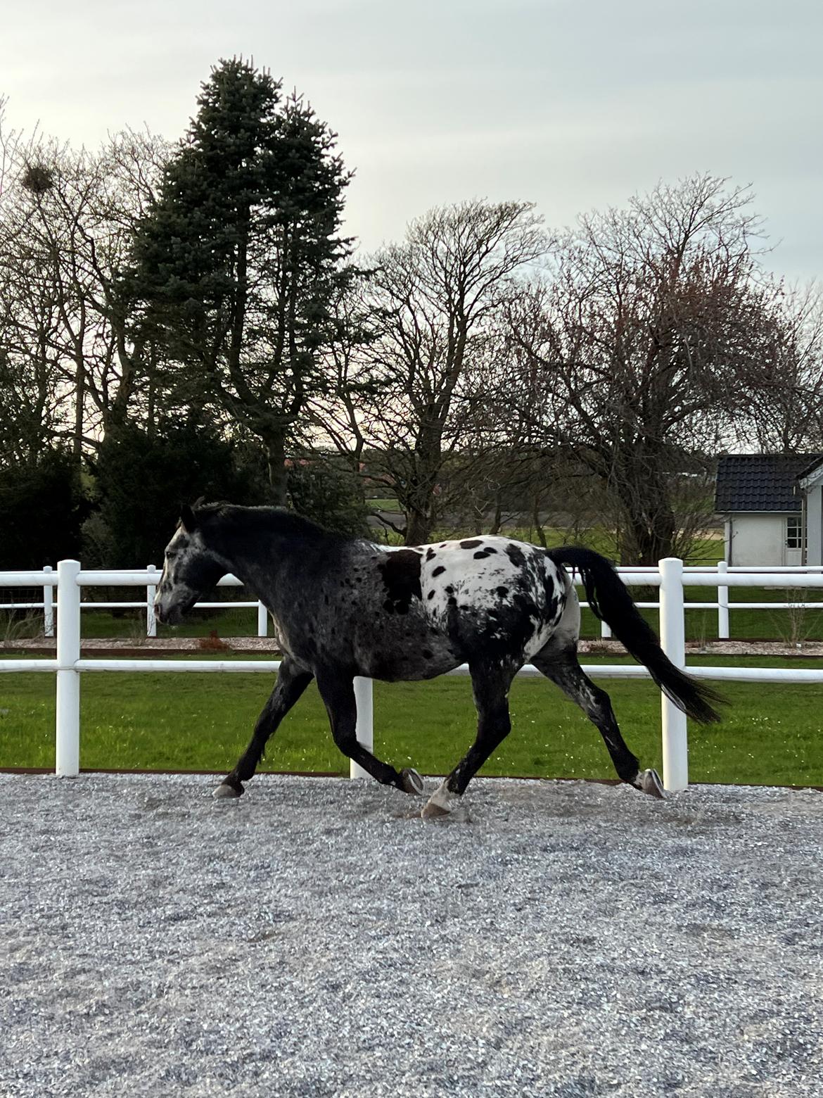 Knabstrupper Ulvegårdens Napoleon. billede 39