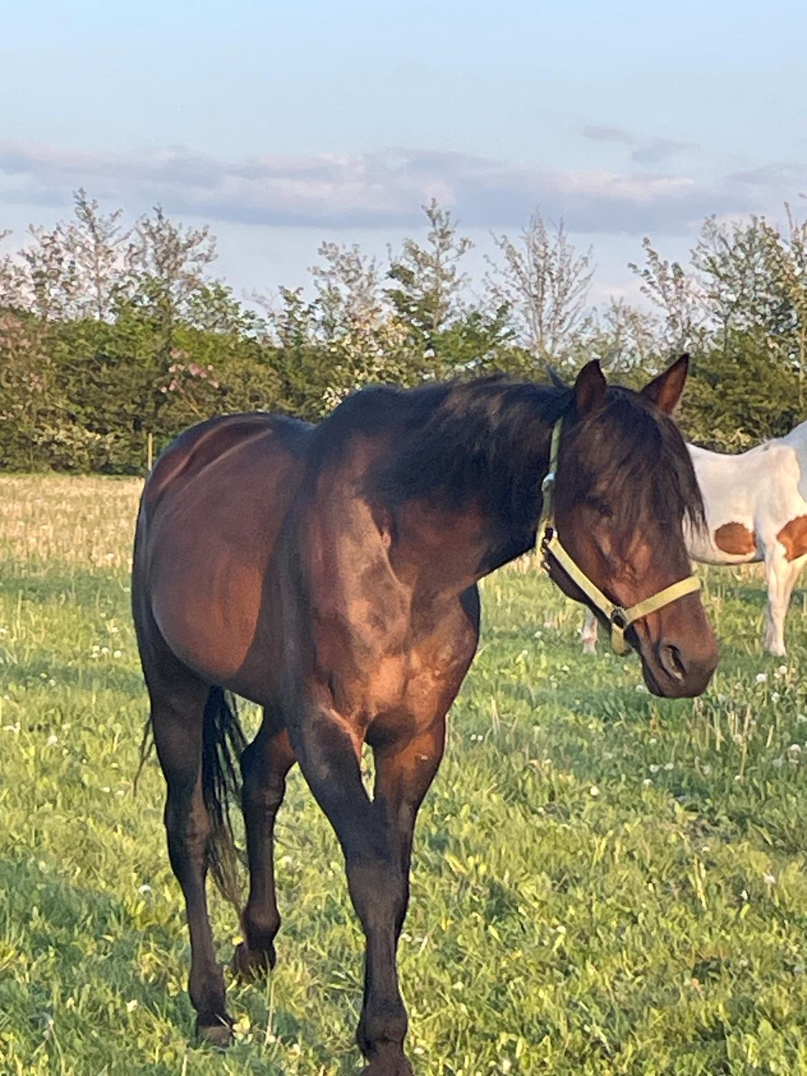 Traver Verrazano Field billede 6