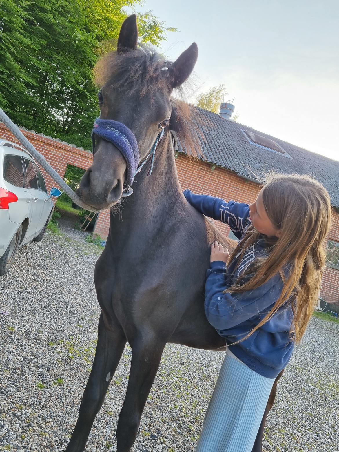 Welsh Pony (sec B) Lille Blombjerggårds Pinkie Pie billede 8