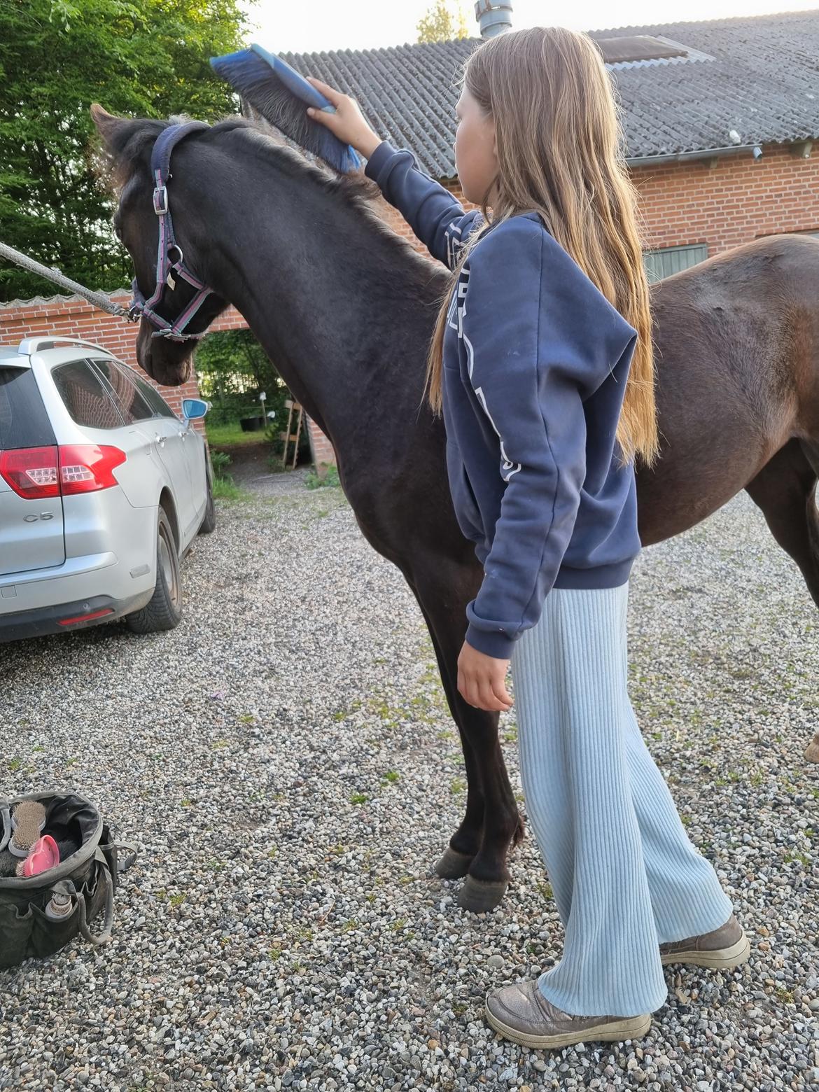 Welsh Pony (sec B) Lille Blombjerggårds Pinkie Pie billede 9