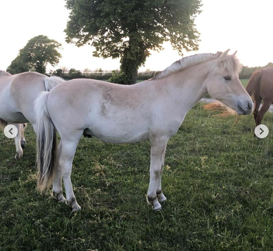 Fjordhest Freyr vangkilde - 1 år gammel og lige knapt 131cm billede 14