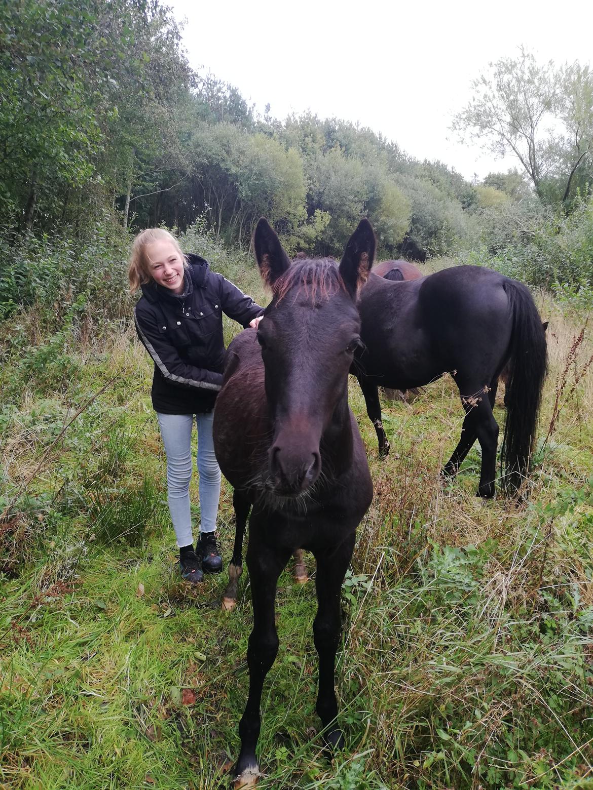 New Forest Harmony x af bækkely - Efterår 2020: Anden gang jeg besøger Harmony hos hans avler. billede 7