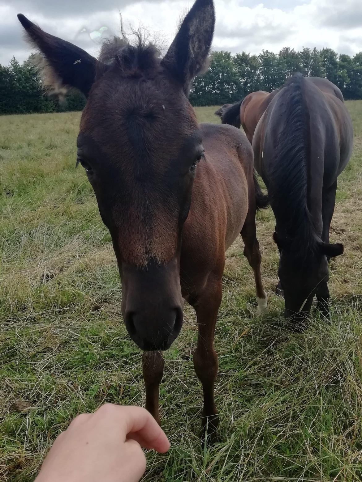 New Forest Harmony x af bækkely - Sommer 2020: Aller første billede jeg har taget af ham. billede 10