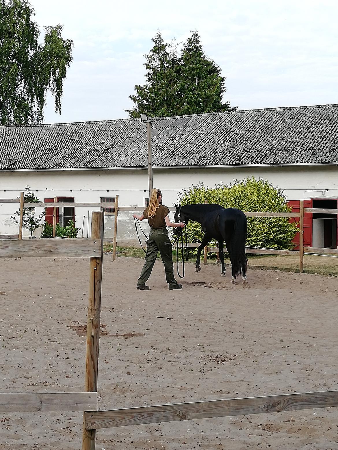 New Forest Harmony x af bækkely - Sommer 2022: Arbejde i roundpen'en. Dette er muligvis nok et af de eneste billeder jeg har af vores groundwork. billede 13