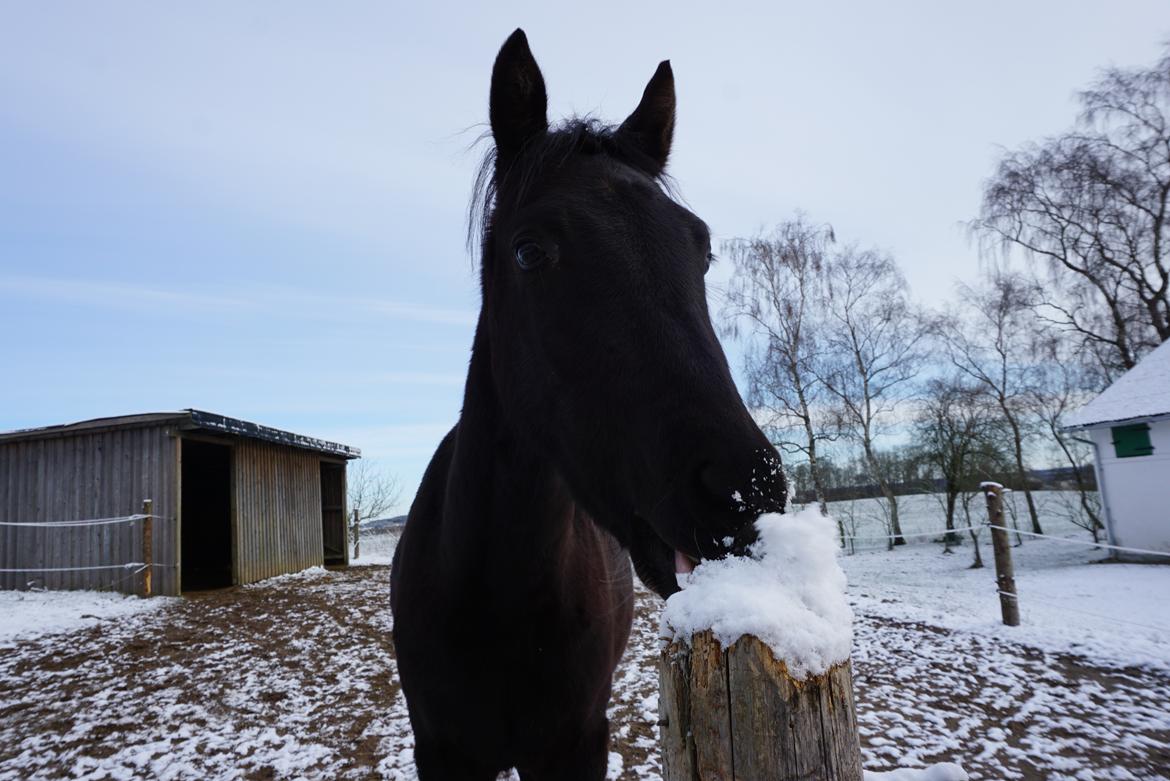 New Forest Harmony x af bækkely - Vinter 2022 billede 13