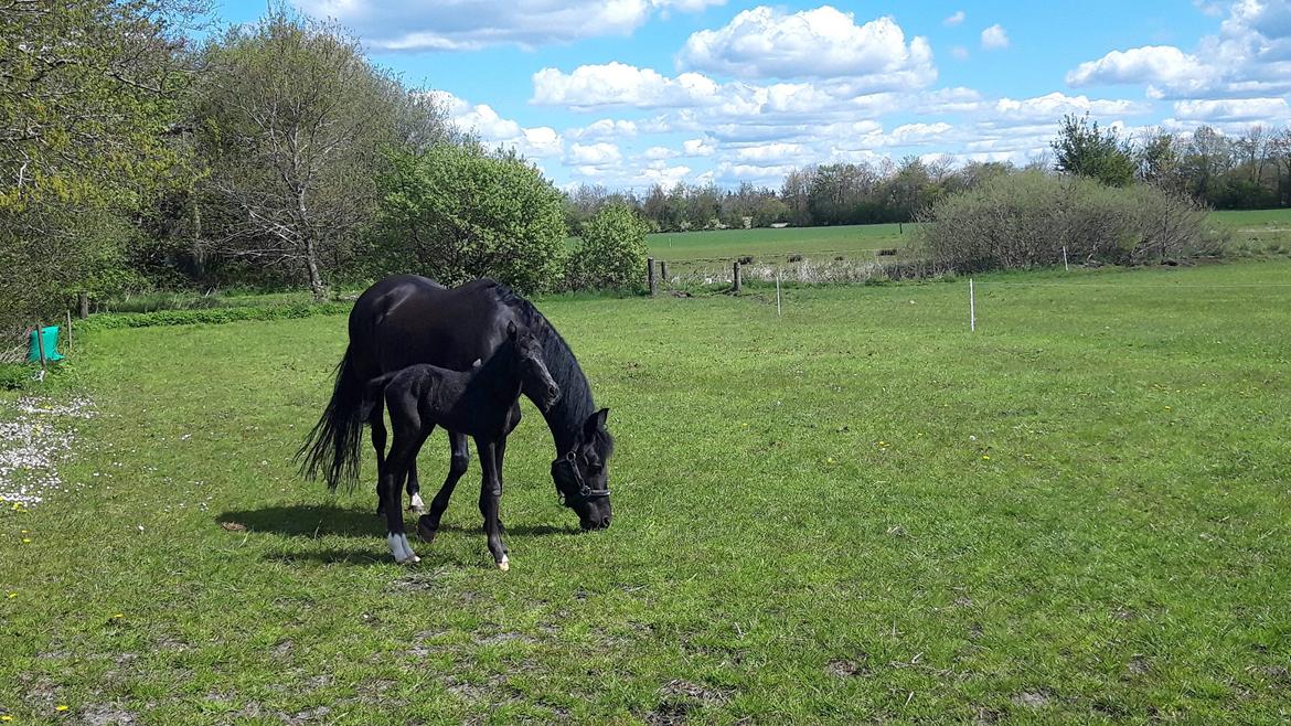 New Forest Harmony x af bækkely - Forår 2020: Gud hvor var han lille! billede 17