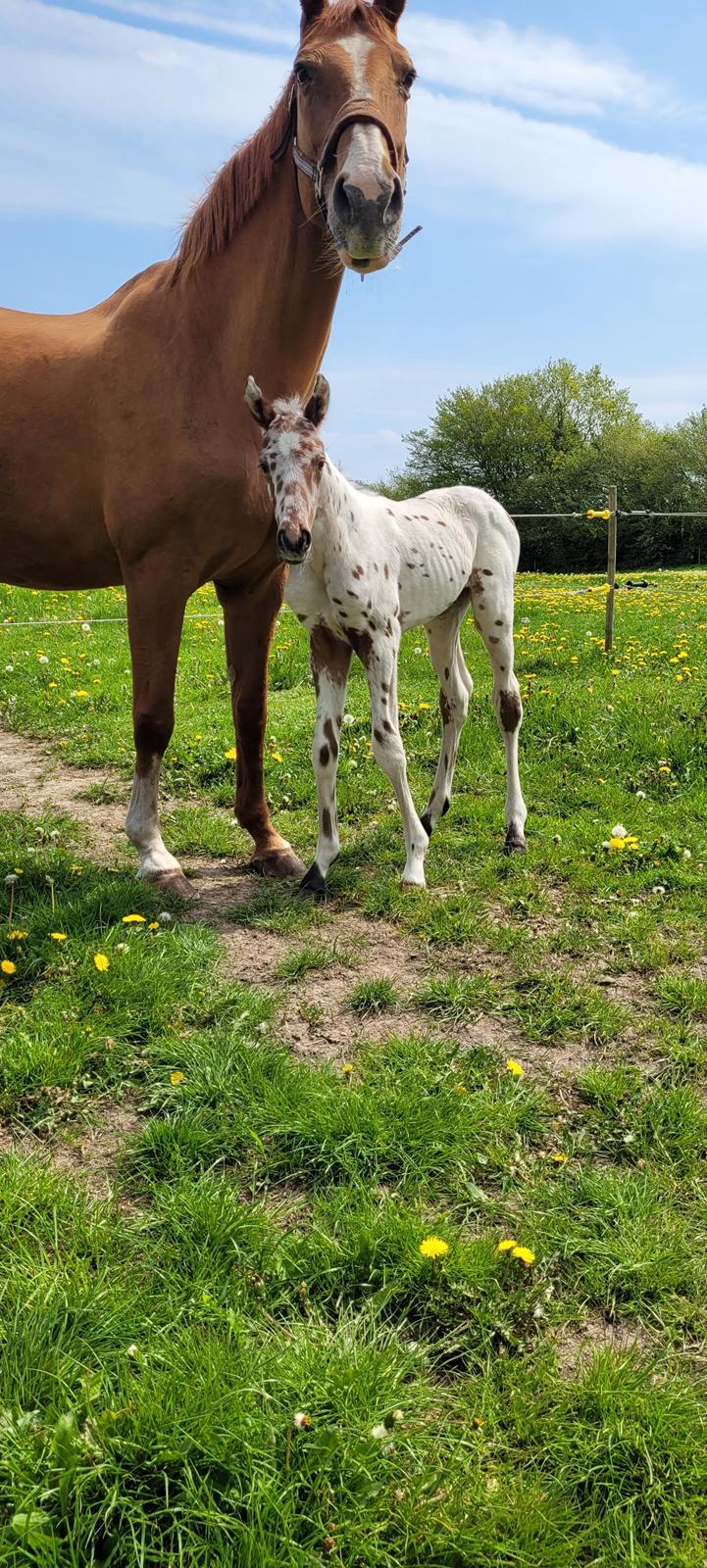 Knabstrupper Casina billede 1