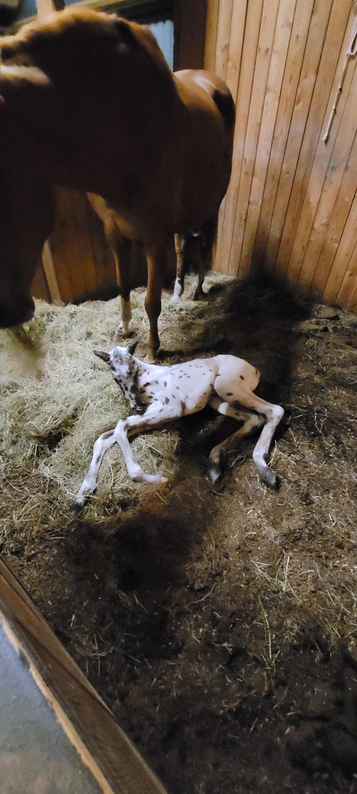 Knabstrupper Casina billede 2