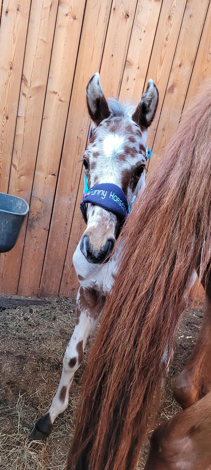 Knabstrupper Casina billede 3