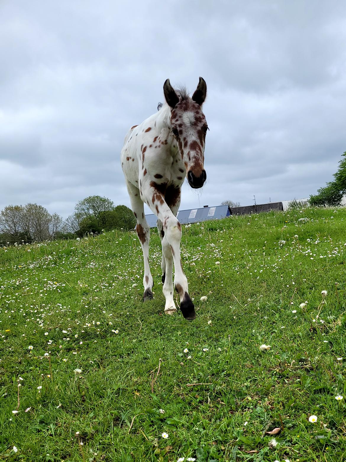 Knabstrupper Casina billede 5