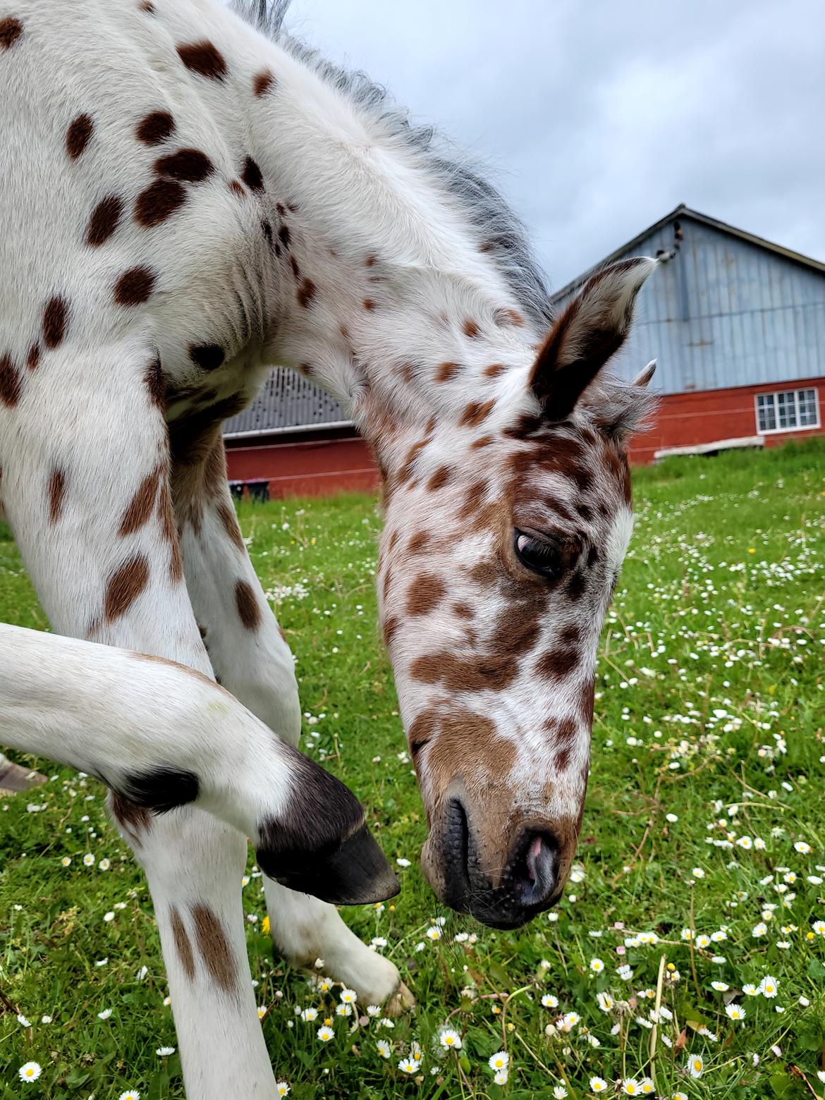 Knabstrupper Casina billede 6