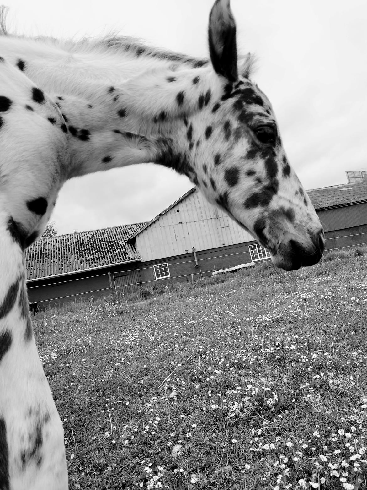 Knabstrupper Casina billede 7